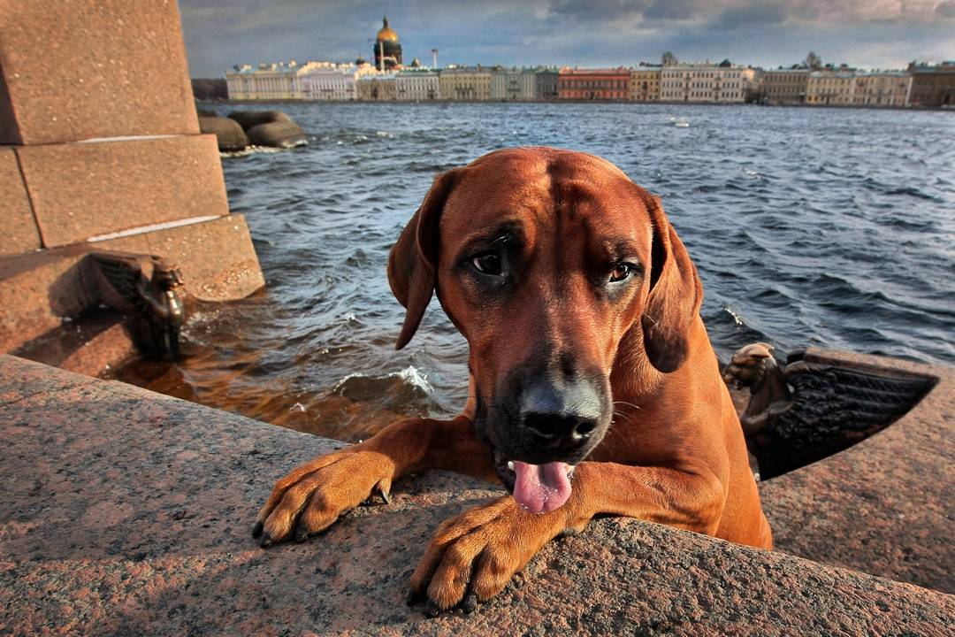 Собака петербург. Александр Петросян фотограф. Александр Петросян СПБ. Питерский фотограф Петросян. Александр Петросян набережная.